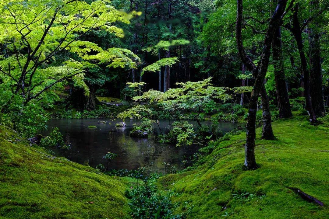 西芳寺苔庭