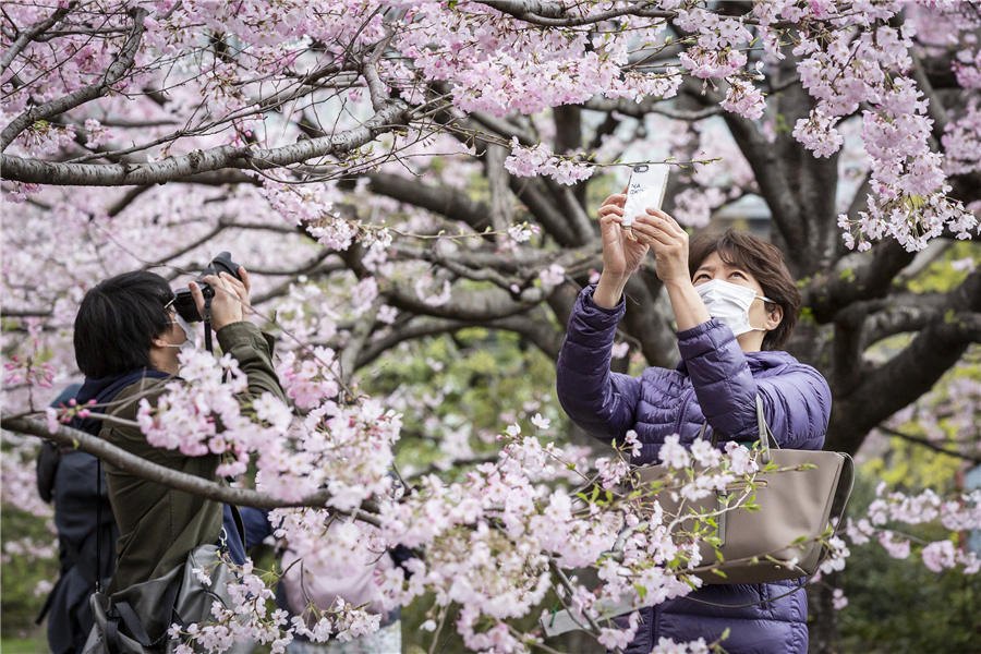 樱树下花见的人们